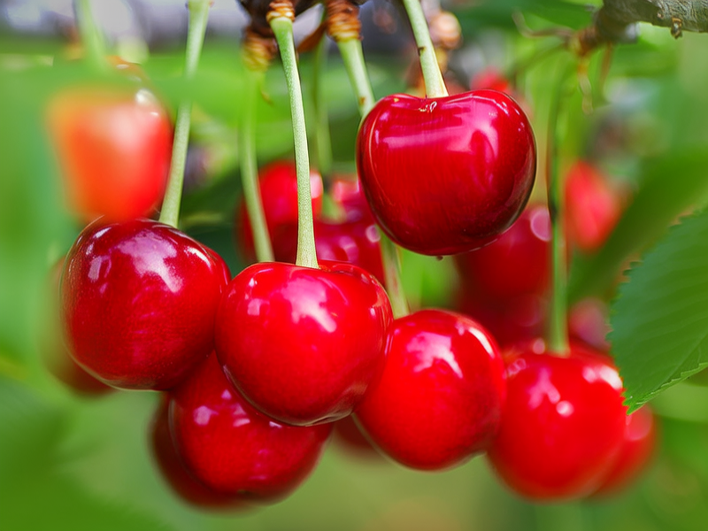 一串樱桃挂在枝头，红彤彤的果实圆润可爱，光泽透亮，仿佛每一颗都蕴含着无限的甜蜜和活力。