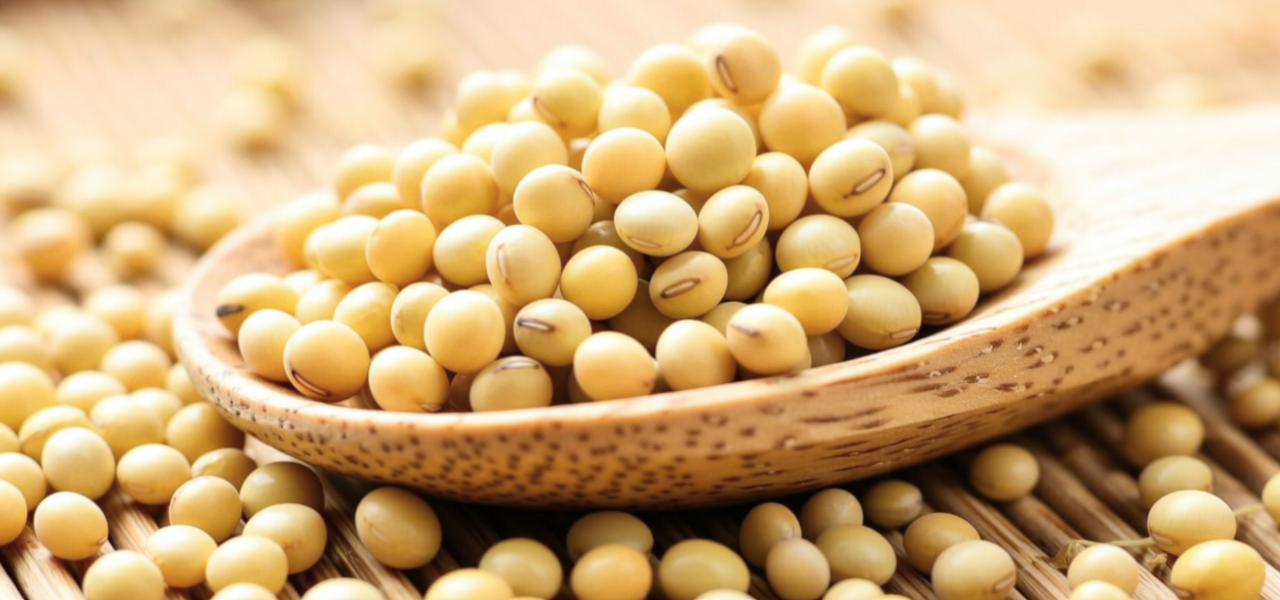 黄金豆图片功效与作用